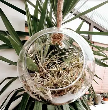 Air Plant Image