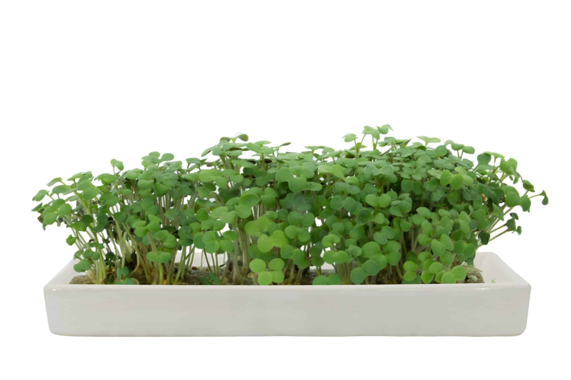 Microgreens Refill- Mustard Yellow-Pack of 5