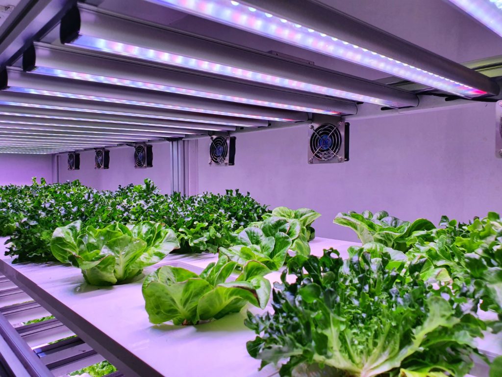 Hydroponic systems indoor room with herbs