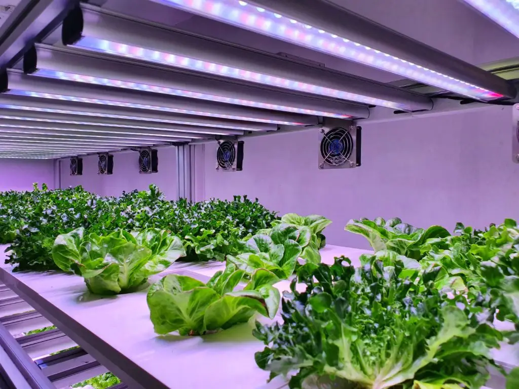 Hydroponic systems indoor room with herbs